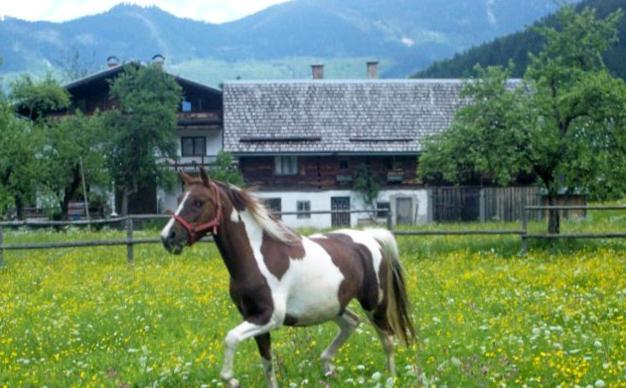 Jugendgaestehaus Gosauschmied Exterior foto